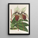 Reproductie van het schilderij Cypripedium Veitchianum - Charles Antoine Lemaire