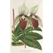 Reproductie van het schilderij Cypripedium Veitchianum - Charles Antoine Lemaire