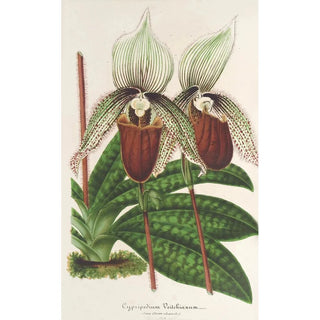 Charles Antoine Lemaire - Cypripedium Veitchianum.webp