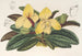Cypripedium concolor - Charles Antoine Lemaire — weergave van het kunstwerk
