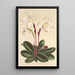 Cypripedium niveum - Charles Antoine Lemaire — ingelijst kunstwerk aan de muur