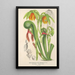 Reproductie van het schilderij Darlingtonia californica - Charles Antoine Lemaire