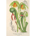 Reproductie van het schilderij Darlingtonia californica - Charles Antoine Lemaire