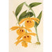 Dendrobium chrysotis - Charles Antoine Lemaire — weergave van het kunstwerk