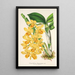 Reproductie van het schilderij Dendrobium chrysotoxum - Charles Antoine Lemaire