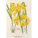 Dendrobium dixanthum - Charles Antoine Lemaire — weergave van het kunstwerk