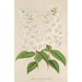 Deutzia crenata Zucc à fleurs pleines - Charles Antoine Lemaire — weergave van het kunstwerk