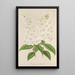 Deutzia crenata Zucc à fleurs pleines - Charles Antoine Lemaire — ingelijst kunstwerk aan de muur