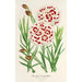 Reproductie van het schilderij Dianthus Verschaffeltii - Charles Antoine Lemaire