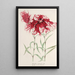 Dianthus cincinnatus - Charles Antoine Lemaire — ingelijst kunstwerk aan de muur