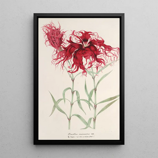 Charles Antoine Lemaire - Dianthus cincinnatus.webp