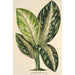 Reproductie van het schilderij Dieffenbachia Wallisi - Charles Antoine Lemaire