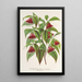 Reproductie van het schilderij Diervilla Weigelia multiflora - Charles Antoine Lemaire