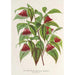 Reproductie van het schilderij Diervilla Weigelia multiflora - Charles Antoine Lemaire