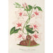 Dipladenia nobilis - Charles Antoine Lemaire — weergave van het kunstwerk