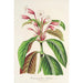Dipteracanthus Herbstii - Charles Antoine Lemaire — weergave van het kunstwerk