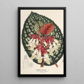 Charles Antoine Lemaire - Drymonia Turialv.webp