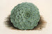 Echeveria rosacea - Charles Antoine Lemaire — weergave van het kunstwerk
