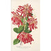 Embothrium coccineum - Charles Antoine Lemaire — weergave van het kunstwerk