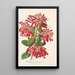 Embothrium coccineum - Charles Antoine Lemaire — ingelijst kunstwerk aan de muur