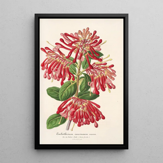 Charles Antoine Lemaire - Embothrium coccineum.webp