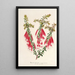 Reproductie van het schilderij Epacris miniata - Charles Antoine Lemaire