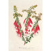 Reproductie van het schilderij Epacris miniata - Charles Antoine Lemaire
