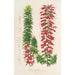 Reproductie van het schilderij Epacris multiflora - Charles Antoine Lemaire