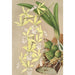 Epidendrum ambiguum - Charles Antoine Lemaire — weergave van het kunstwerk