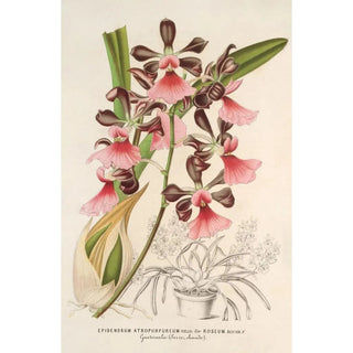Charles Antoine Lemaire - Epidendrum atropurpureum var roseum.webp