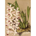 Reproductie van het schilderij Epidendrum conspicuum - Charles Antoine Lemaire