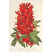 Reproductie van het schilderij Erythrina hybrida Marie Bellanger - Charles Antoine Lemaire