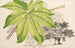 Fatsia japonica aureoreticulata - Charles Antoine Lemaire — weergave van het kunstwerk
