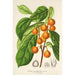 Reproductie van het schilderij Ficus cerasiformis - Charles Antoine Lemaire