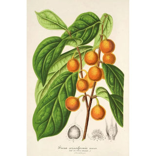 Charles Antoine Lemaire - Ficus cerasiformis.webp