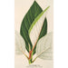 Ficus dealbata - Charles Antoine Lemaire — weergave van het kunstwerk