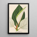 Ficus dealbata - Charles Antoine Lemaire — ingelijst kunstwerk aan de muur