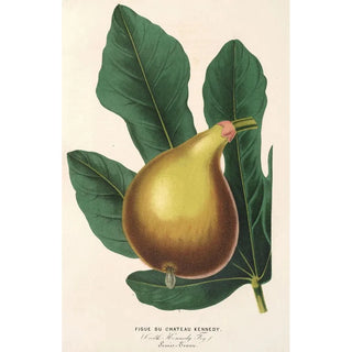 Charles Antoine Lemaire - Figue du Chateau Kennedy.webp