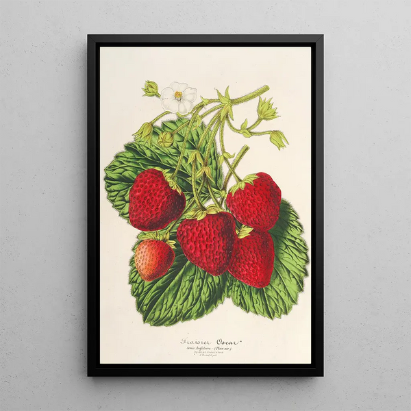 Charles Antoine Lemaire - Fraisier Oscar.webp