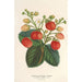 Frambozen- en ananasplantage - Charles Antoine Lemaire — weergave van het kunstwerk