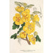 Reproductie van het schilderij Fremontia californica - Charles Antoine Lemaire