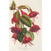 Fuchsia Solferino - Charles Antoine Lemaire — weergave van het kunstwerk