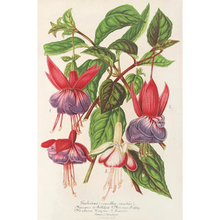 Charles Antoine Lemaire - Fuchsia nouvelles varits de.webp