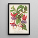 Fuchsia nieuwe variëteiten van - Charles Antoine Lemaire — ingelijst kunstwerk aan de muur