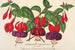 Fuchsia variëteiten horticolen - Charles Antoine Lemaire — weergave van het kunstwerk