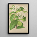 Reproductie van het schilderij Gloneria jasminiflora - Charles Antoine Lemaire