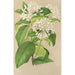 Reproductie van het schilderij Gloneria jasminiflora - Charles Antoine Lemaire