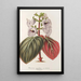 Reproductie van het schilderij Gloxinia maculata var. insignis - Charles Antoine Lemaire