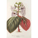 Reproductie van het schilderij Gloxinia maculata var. insignis - Charles Antoine Lemaire