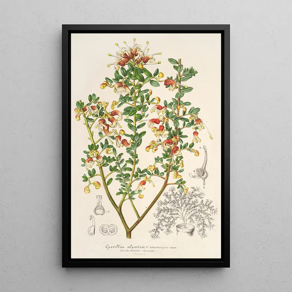 Charles Antoine Lemaire - Grevillea alpestris.webp